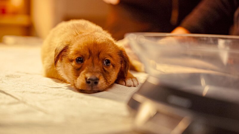 Puppy – Bild: Joyn