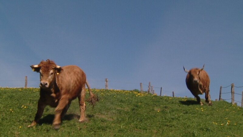 Das Ochsenrennen in Haushofen hat eine lange Tradition: Seit 1985 reiten die Ochserer alle vier Jahre um die Wette. 2009 war es wieder so weit. Tausende von Besuchern schauten sich das Spektakel an, besuchten die Tiere auf ihren heimischen Höfen und begleiteten die Besitzer bei den Vorbereitungen auf die Rennen. – Bild: BR/​Markus Schmidbauer