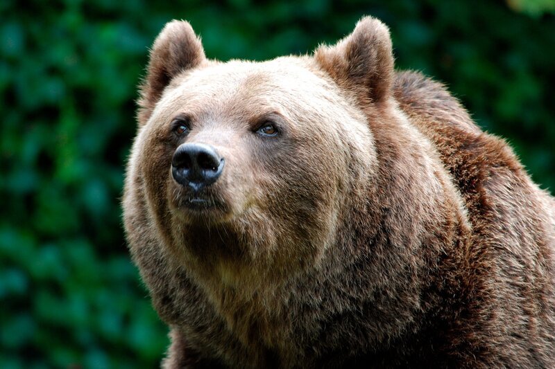 Braunbärin Olga geht fit in den Frühling. Weiteres Bildmaterial finden Sie unter www.br-foto.de. – Bild: BR/​Jens-Uwe Heins