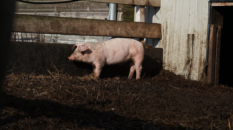 Artenschutz auf Amrum: Der Junglandwirt hat die vor dem Aussterben bedrohte Schweinerasse „Leicoma“ auf die Insel geholt. – Bild: NDR