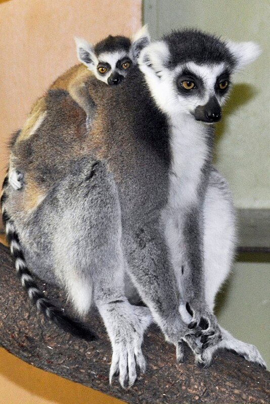 Katta mit Kind im Jaderpark. – Bild: Radio Bremen/​Volkmar Struessmann