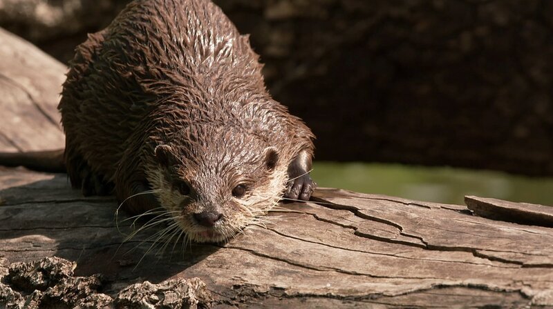 Ein Blick hinter die Kulissen des Tierparks Friedrichsfelde. Wer sind die tierischen Lieblinge? Pandabärin Chi-Chi, Eisbär Björn-Heinrich und Amurtiger Darius begeistern über viele Jahre die Besucher. Heute sind die drei jungen Giraffen Emily, Berti und Odin sowie die Tiger-Zwillinge Ede und Kuno die Stars in Friedrichsfelde. Ein Besuch zum 70. Geburtstag des Tierparks. – Otter – Bild: rbb/​Guido Kilbert