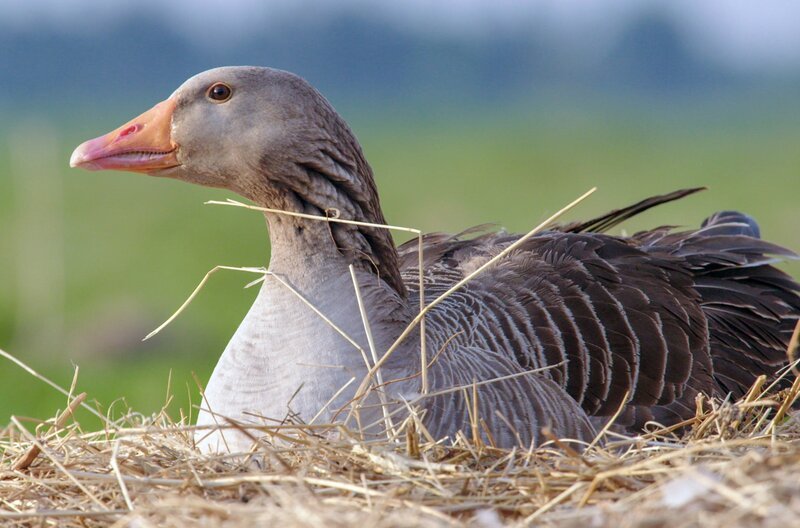 Die verschiedenen Gänsearten sind überwiegend Vegetarier. – Bild: Camera Lucida