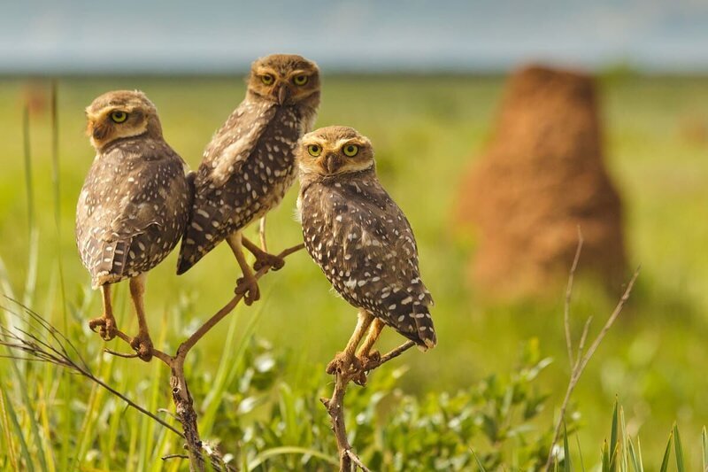 Drei Kaninchenkäute (auch Kanincheneulen genannt) auf einem Zweig – Bild: National Geographic Channel