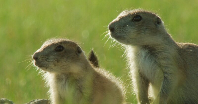 Zwei junge Schwarzschwanz-Präriehunde – Bild: TVNOW /​ Brian Leith Productions /​ Terra Mater_ Justin Maguire