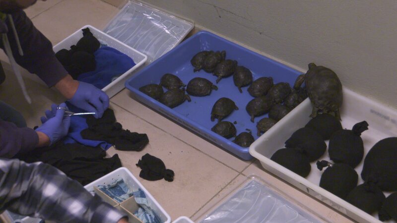 Dem Schmuggler drohen für Tierquälerei und für den Handel mit geschützten Arten jeweils bis zu drei Jahre Haft. – Bild: Discovery Communications, LLC