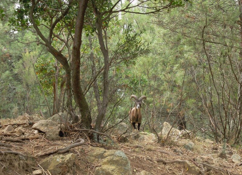 Schon etwa 6000 v. Chr. gab es Mufflons auf Sardinien. Jungsteinzeitmenschen sollen die scheuen kleinen Wildschafe aus Kleinasien bis hin zur Iberischen Halbinsel mitgenommen haben. – Bild: SUS /​ SF