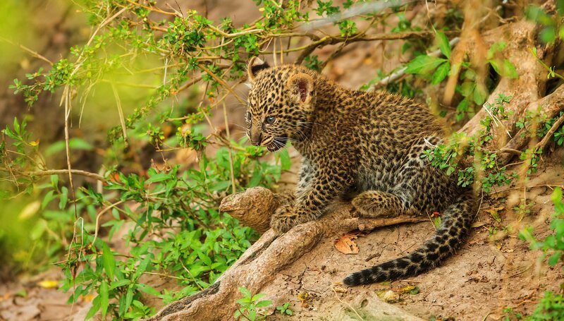 Leopardenjungen werden in den ersten Wochen gut versteckt und manchmal tagelang allein gelassen, wenn die Mutter auf Jagd ist. – Bild: Reinhard Radke /​ Reinhard Radke Nature Photography /​ Doclights GmbH