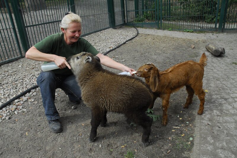 Sichuan-Takin Xiwang (l.) und Langohrziege Zickenkarl sind eng befreundet. Nur beim Trinken aus der Flasche von Tierpflegerin Claudia Walther gibt es einen harten Konkurrenzkampf. – Bild: RBB/​DOKfilm
