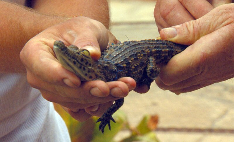 ARD/​SWR DAS WAISENHAUS FÜR WILDE TIERE FOLGE 73, „Abenteuer Afrika“, Ein verletztes Babykrokodil soll auf Kur gehen. – Bild: SWR/​Frederik Füssel