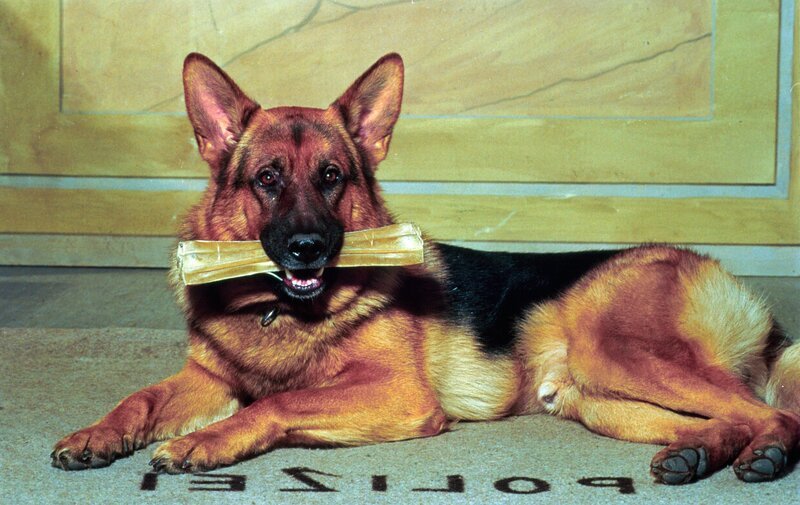 Rex. – Bild: ORF 1