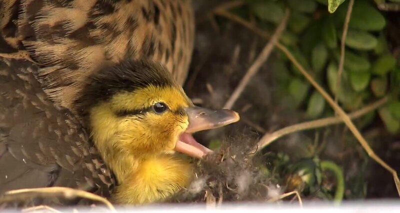 Entenküken. – Bild: BR Entenküken. – Bild: BR