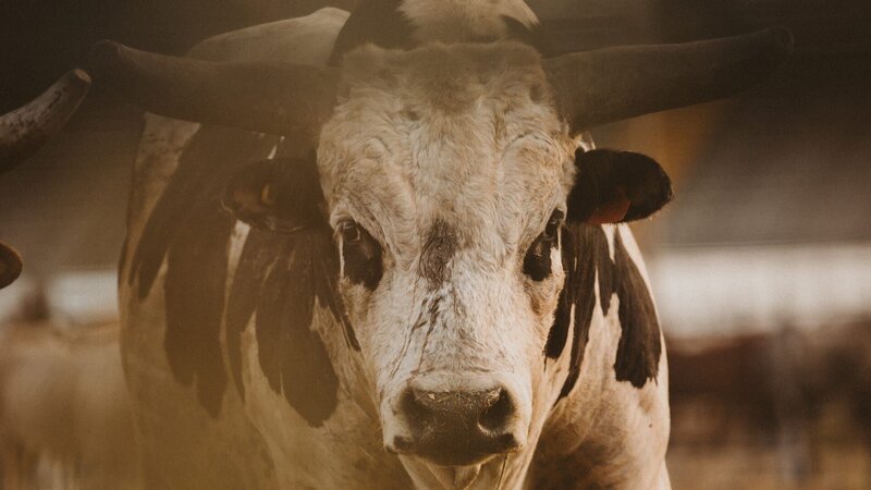 Bild: laureencarruthers