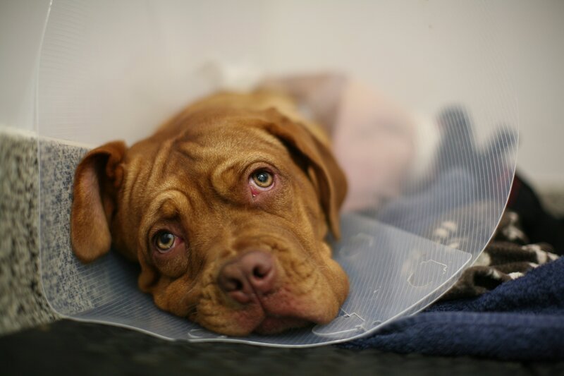 Supervet patient Angel resting in the wards – Bild: Blast! Films