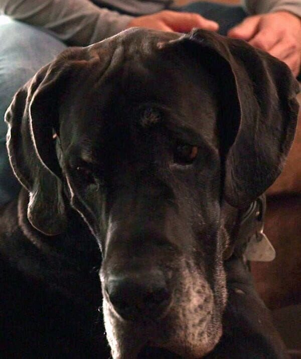 Deutschen Dogge Jam – Bild: RTL