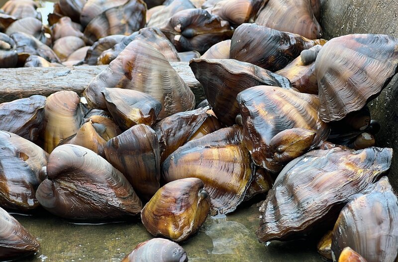 Die Muscheln kommen in Flussmündungen rund um den Golf von Guinea vor. Es sind Süßwassermuscheln, die auch Brackwasser und damit einen leichten Salzgehalt vertragen. – Bild: MedienKontor/​Dietmar Klumpp