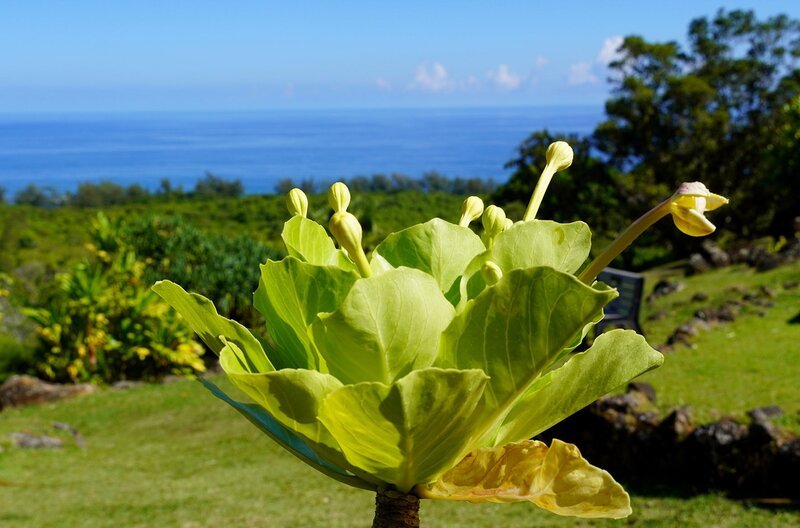 Die endemische Alula-Pflanze ist in der Wildnis ausgestorben und nur im Naturschutzgebiet Limahuli Garden auf Kauai erhalten. – Bild: Spiegel TV/​Christopher Gerisch