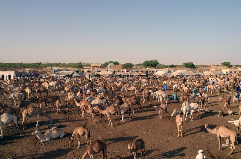 Am Stadtrand von Nouakchott, der Hauptstadt Mauretaniens, findet jeden Tag einer der größten Dromedar-Märkte der Welt statt. – Bild: Tournez S’il Vous Plaît