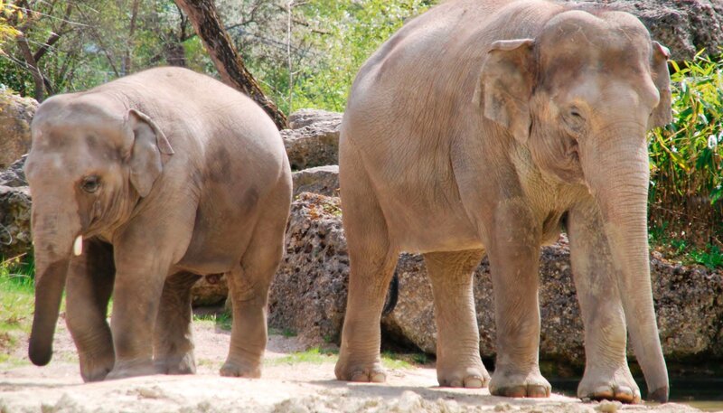 Elefant Ludwig findet Konzentrationsübungen einfach super. – Bild: Jens-Uwe Heins