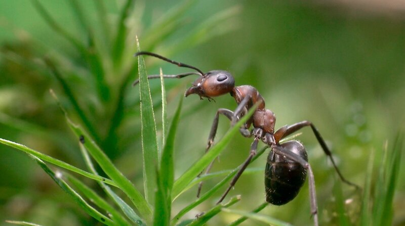 Das Vorkommen der Roten Waldameise hat etwas mit den preußischen Besatzern zu tun. – Bild: WDR/​Längengrad Filmproduktion GmbH/​Erik Sick