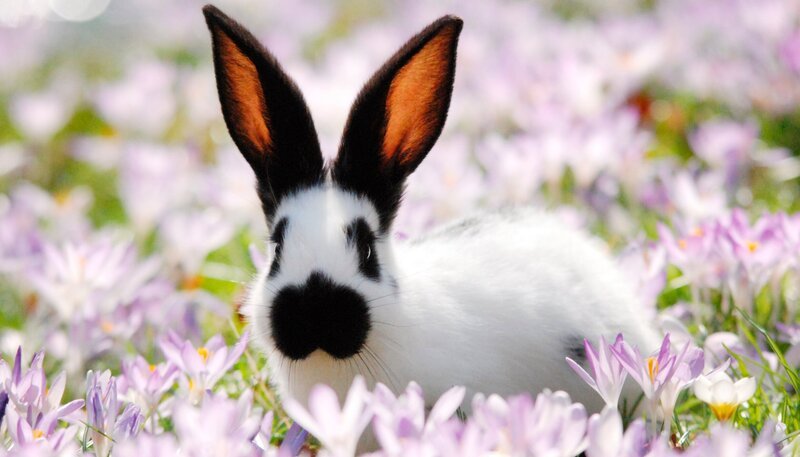 Frühling – da haben auch die Langohren Nachwuchs. – Bild: Jens-Uwe Heins