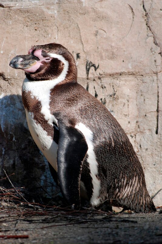 Humboldtpinguin Daggi findet Frauen einfach toll. – Bild: BR/​Jens-Uwe Heins