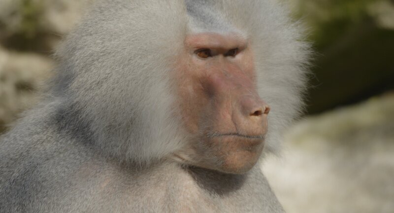 In Zoos befinden sich vor allem Säugetiere – weil sie uns Menschen am meisten faszinieren? Harald Lesch im Gespräch mit Theo Pagel über Artenschutz und Erhaltungszuchtprogramme. – Bild: ZDF und Thorsten Eifler