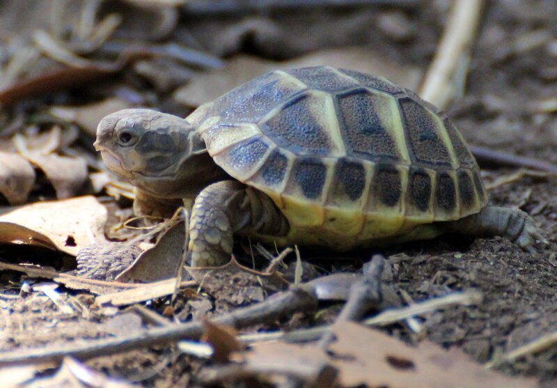 Frisch geschlüpfte Hermann Schildkröte. – Bild: ORF III