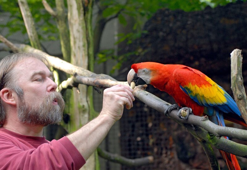 Pfleger Reinhold Evels betreut u.a. die Aras. – Bild: BR/​WDR/​Melanie Grande