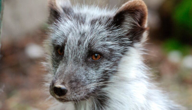 Polarfuchs Tschakki ist ein total anhänglicher Typ. – Bild: Jens-Uwe Heins