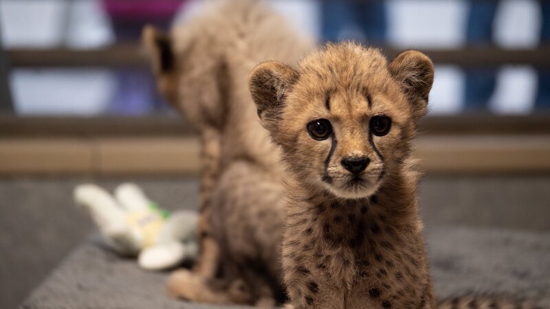 Cheetahs. – Bild: Animal Planet/​Nicolette Balch /​ ;36659_ep102_014.jpg /​ Discovery Communications, LLC