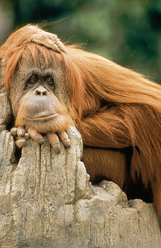 Orang Utan – Bild: rbb