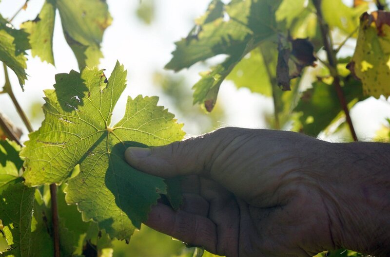 Seit mehr als 2.000 Jahren wird Weinbau betrieben. Wegen des Klimawandels und der Folgen des intensiven Einsatzes von Pestiziden müssen Weinbauer sich heute neu erfinden. – Bild: Haut et Court Doc