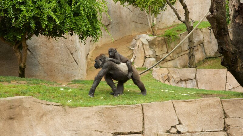 Gorillas at San Diego Zoo Safari Park. – Bild: Animal Planet /​ Nicolette Balch /​ Discovery Communications, LLC