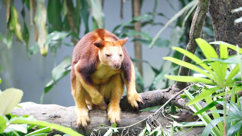 Tree Kangaroo resting on tree branches (Dendrolagus goodfellowi), Perth Australia . – Bild: seng chye teo /​ Getty Images /​ GettyImages-1160899414