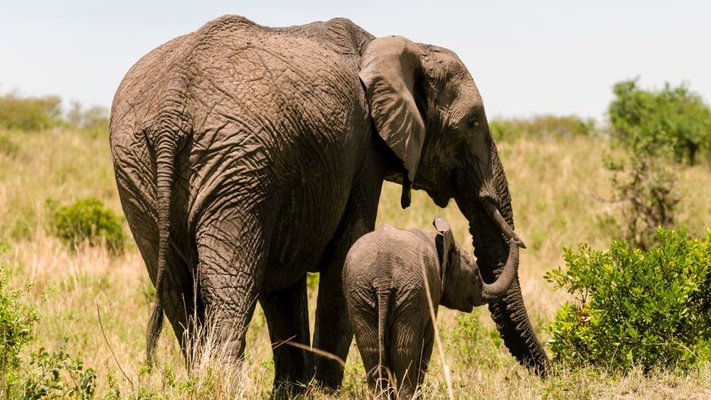 African Elephant and cub (Loxodonta africana), Masai Mara National Reserve, Kenya. – Bild: Delta Images /​ Getty Images/​Image Source /​ GettyImages-748329327 /​ Sergio Pitamitz