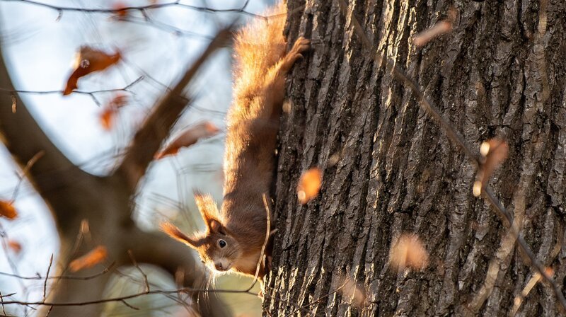 „Die verrückte Welt der Hörnchen“ erzählt spannende und unterhaltsame Geschichten aus der Welt eines der populärsten Säugetiere unseres Planeten. Manche Hörnchen können fliegen, viele leben am Boden oder in Bäumen und einige bevorzugen die Kälte oder die Hitze. Ob Jung oder Alt: Es gibt kaum einen Menschen, der sich dem Charme eines drollig dreinschauenden Hörnchens mit vollen Backen entziehen kann. Der Film enthüllt die zauberhafte Welt der Hörnchen und bringt eine bunte Mischung aus Information, Unterhaltung und Faszination auf den Bildschirm. – Bild: WDR/​dpa/​Fabian Sommer