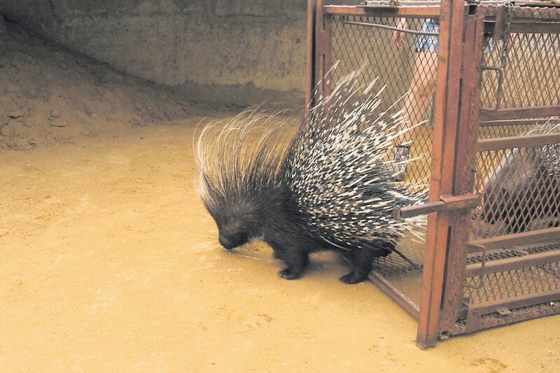 Stachelschweine sind eigentlich Nagetiere – wie Hamster. – Bild: SWR/​Francois Botha