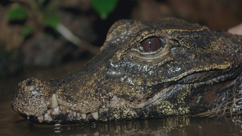 Ein Stumpfkrokodil – Bild: True to Nature Ltd.