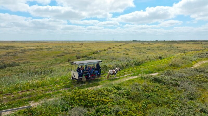 Quer über die Insel zum Weststrand – ganz ohne Diesel und Motorenöl: Die Spiekerooger Pferdebahn ist die absolut zuverlässige Verbindung auf der Schiene seit 1885. – Bild: NDR/​Eddy Zimmermann