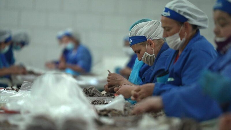 Mitarbeiterinnen von Rozafa in der Fischfabrik. – Bild: mdr