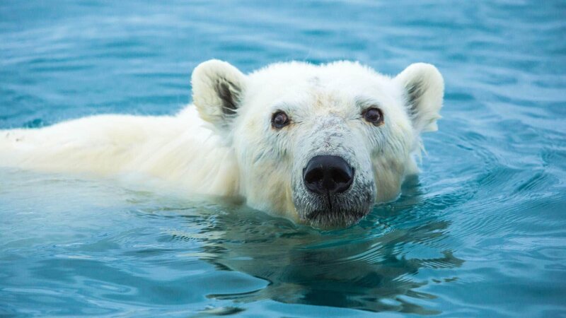 Eisbär schwimmt im Wasser. – Bild: TVNOW /​ Brian Leith Productions /​ Terra Mater_Kieran O’Donovan