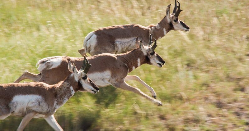Männliche Gabelböcke. – Bild: TVNOW /​ Brian Leith Productions /​ Terra Mater /​ Jamie McPherson