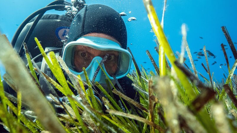 Seegras ist eine Art Wunderpflanze: Sie bietet Lebensraum für Fische und andere Tiere, reinigt das Wasser und produziert Sauerstoff. Meeresbiologe und „Terra X“-Moderator Uli Kunz erkundet diesen besonderen Lebensraum vor der Küste von Mallorca. – Bild: ZDF und Lars Böhnke