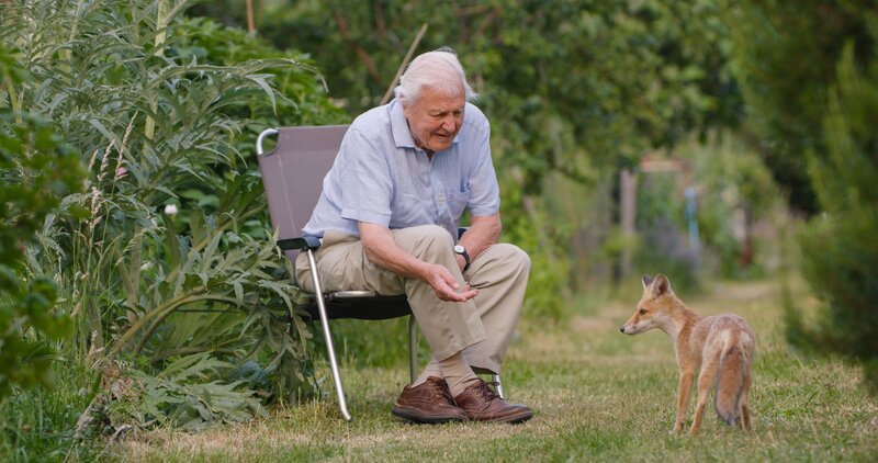 Sir David Attenborough mit einem Fuchs in Tottenham, London. – Bild: ORF/​BBC/​Passion Planet Ltd/​Gavin Thurston