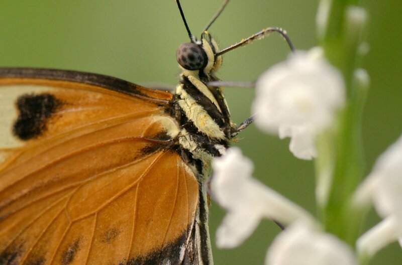 Falter aus der Heliconius-Gattung leben mit einer Dauer von sechs bis acht Monaten länger als viele andere Schmetterlinge. – Bild: Pernel Media