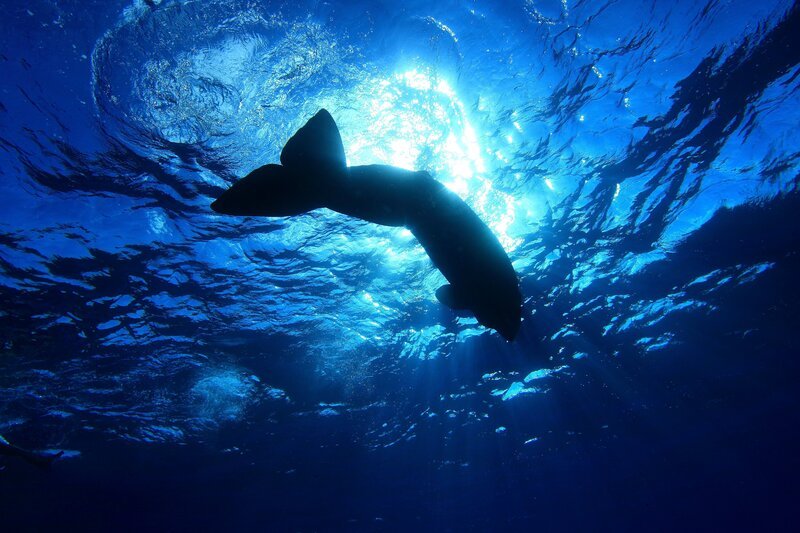 Ein junger Pottwal schwimmt seiner Familie hinterher. – Bild: Terra Mater Factual Studios /​ Wild Logic /​ Kai Benson