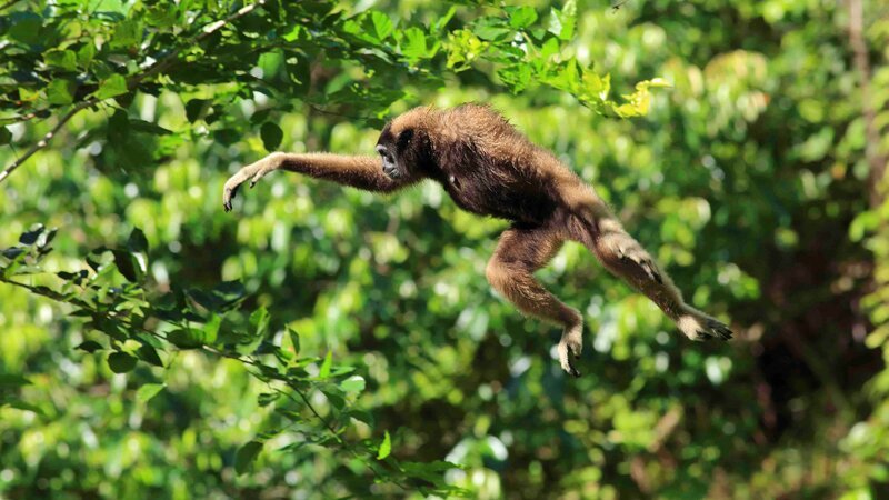 Gibbons sind an das Leben in den Wäldern Borneos perfekt angepasst. – Bild: Terra Mater Studios /​ Matt Hamilton