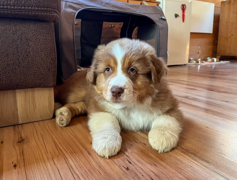 „EIN WELPE ZIEHT EIN“ Im Waldviertel liegt der Hof von Ramona Seitner und ihrem Partner Robin. Die beiden haben eine fünf Monate alte Tochter, die kleine Ruby. Heute kommt ein langersehntes Familienmitglied dazu: Der Australian Shepard-Welpe Hero wird beim Züchter abgeholt und darf einziehen. – Bild: ORF/​On-Media