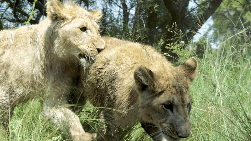 Gemeinsam erkunden Yame und George ihr neues Zuhause auf dem Gelände des Wildlife Sanctuary von Kevin Richardson.  Die Verwendung des sendungsbezogenen Materials ist nur mit dem Hinweis und Verlinkung auf TVNOW gestattet. – Bild: TVNOW /​ Terra Mater /​ Kingdom Films /​ Virginia Quinn